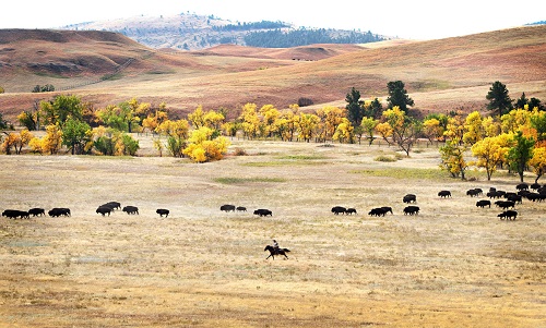 Hơn 1000 con bò rừng băng qua các vùng đồng cỏ trong lễ hội Buffalo Roundup lần thứ 47 được tổ chức thường niên ở công viên quốc gia Custer, miền Tây South Dakota, 24/09/2012.